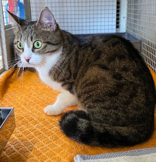Brioche Tenera Gattina